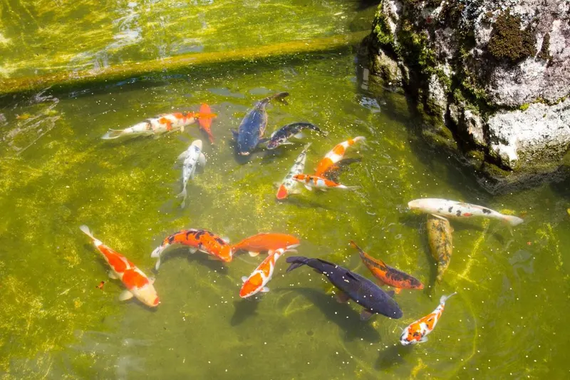 Hotel Matsubara: área externa, em Campos do Jordão
